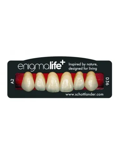 [240091] DIENTES ENIGMALIFE+
